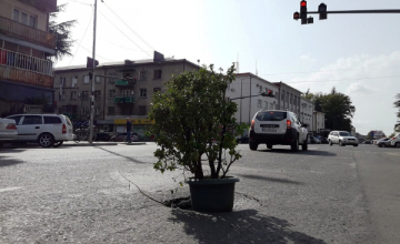 ზუგდიდის ქუჩაზე ორმოში ქოთანში ჩარგული მცენარე ჩადგეს