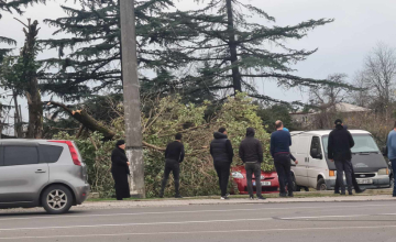 ზუგდიდში ქარისგან მოგლეჯილი ხე მანქანას დაეცა