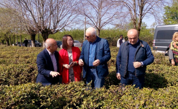 ჩინური კომპანია სამეგრელოში ჩაის პოტენციალს შეისწავლის (ვიდეო)