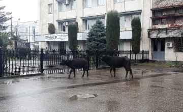 კამეჩები ზუგდიდის პროკურატურასთან (ფოტო)