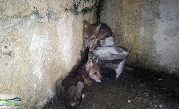 ზუგდიდში რეინჯერებმა მგლის ლეკვები იპოვეს